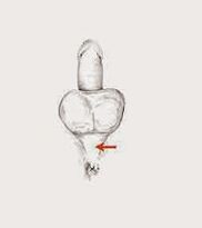 matáin potency agus a teannas a mhéadú potency